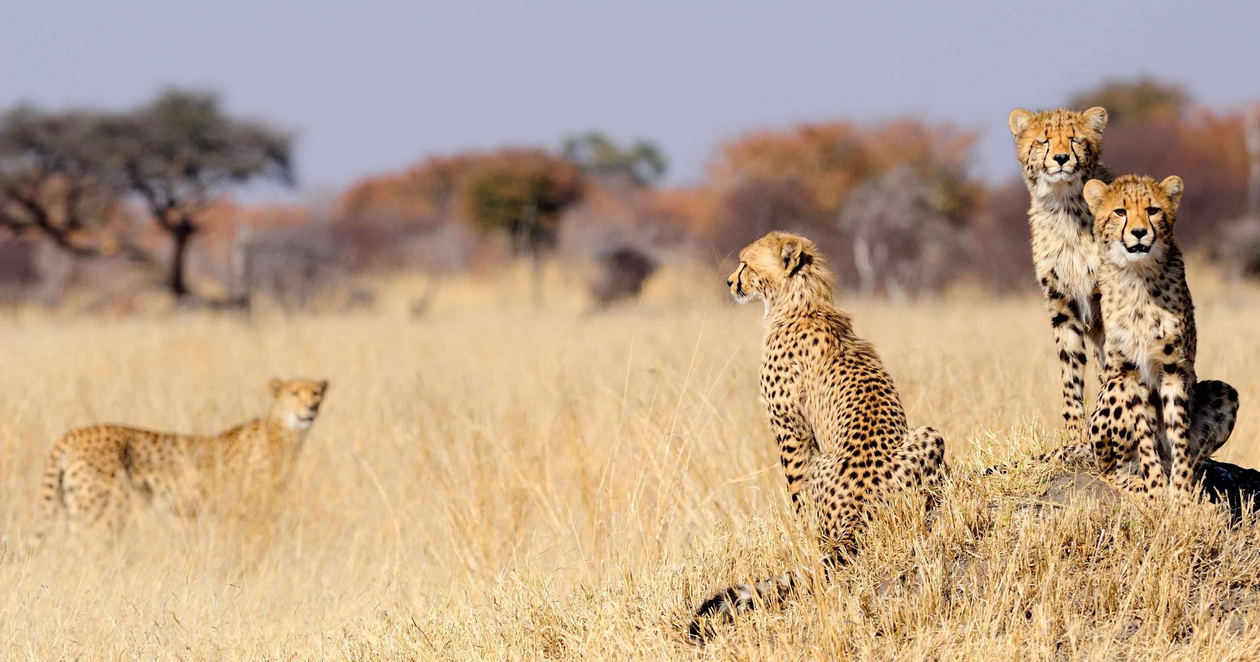 Cheetah cubs survey the savanna from atop a termite mound, Hwange National Park, Zimbabwe - © Adobe Stock