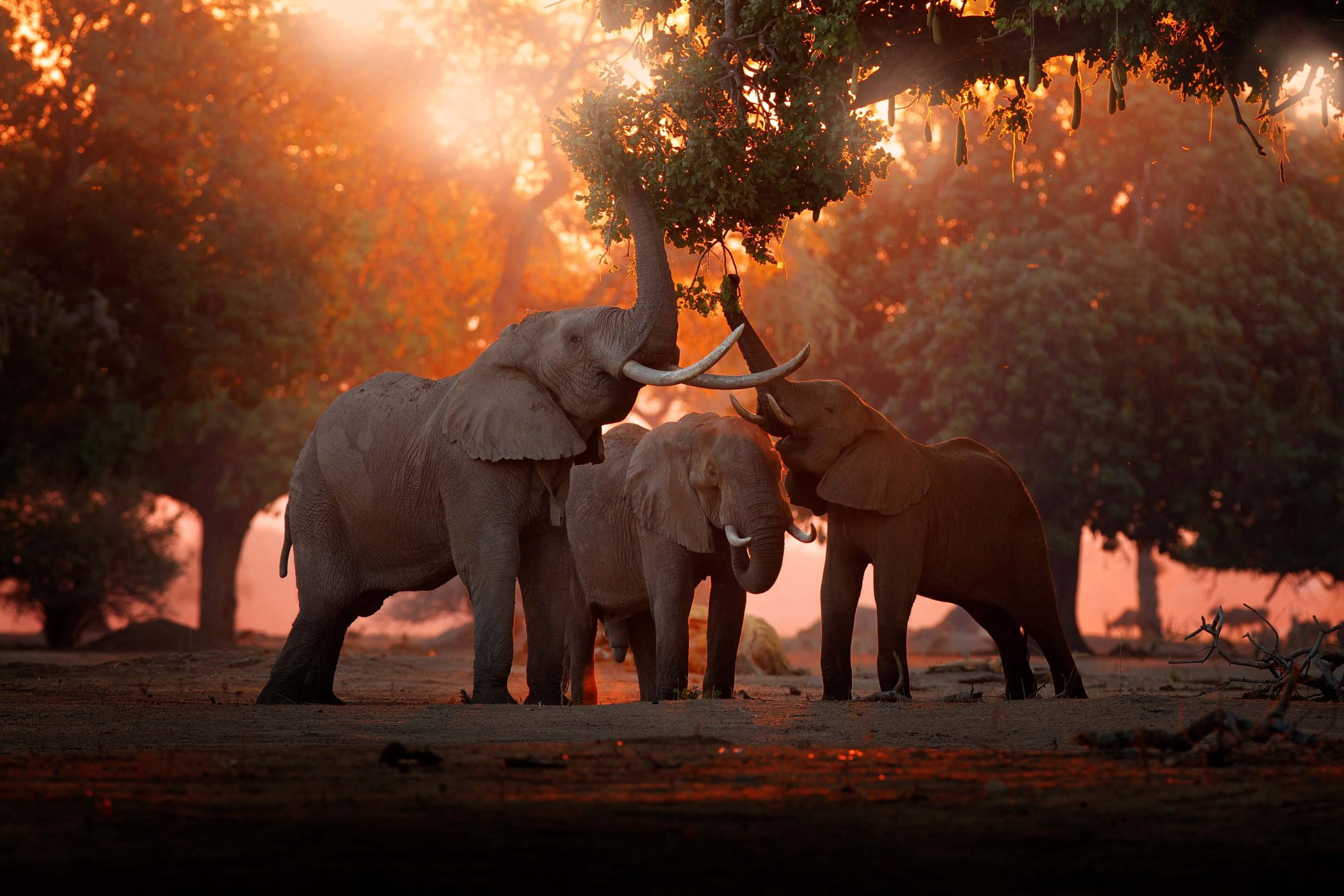 Elephants feeding on a tree branch, Mana Pools National Park, Zimbabwe - © Adobe Stock