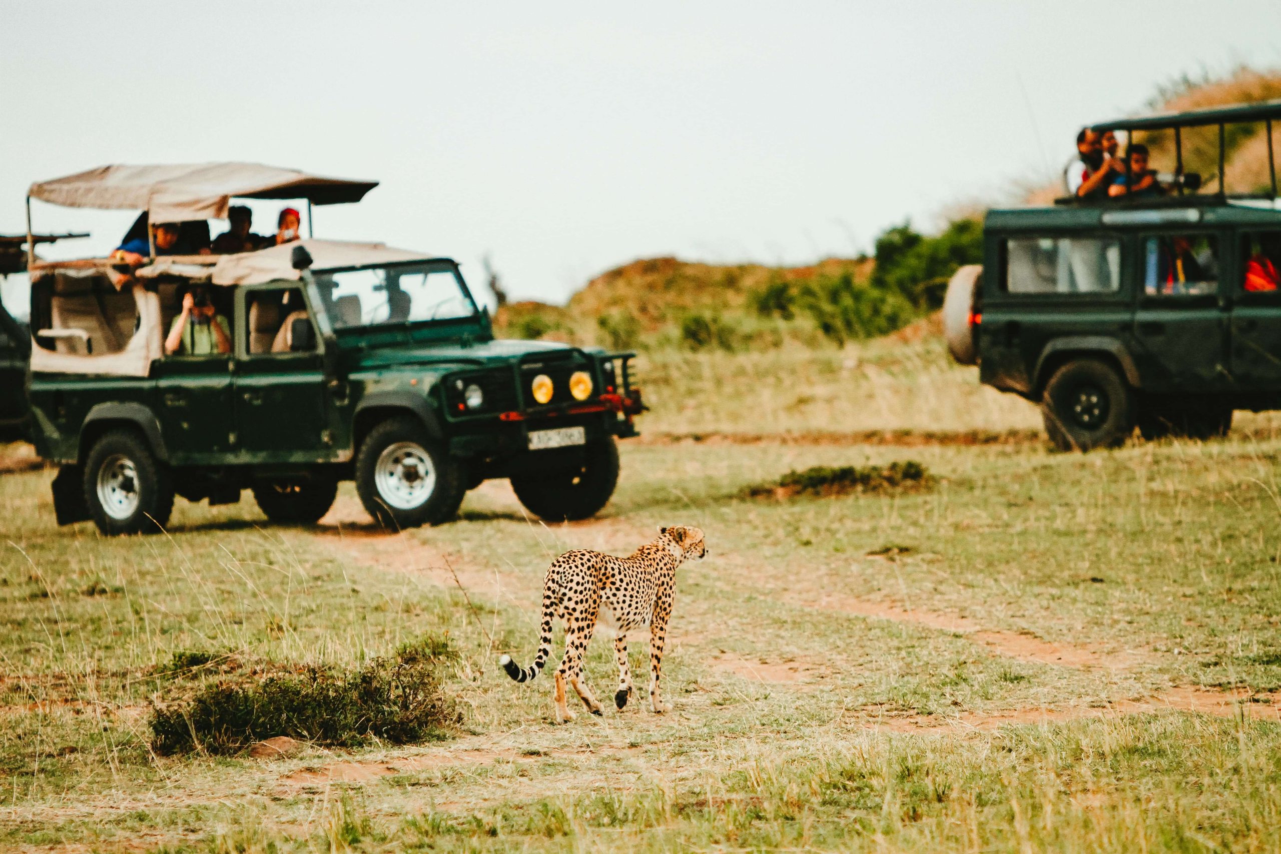 A cheetah casually making its grand entrance between two safari vehicles