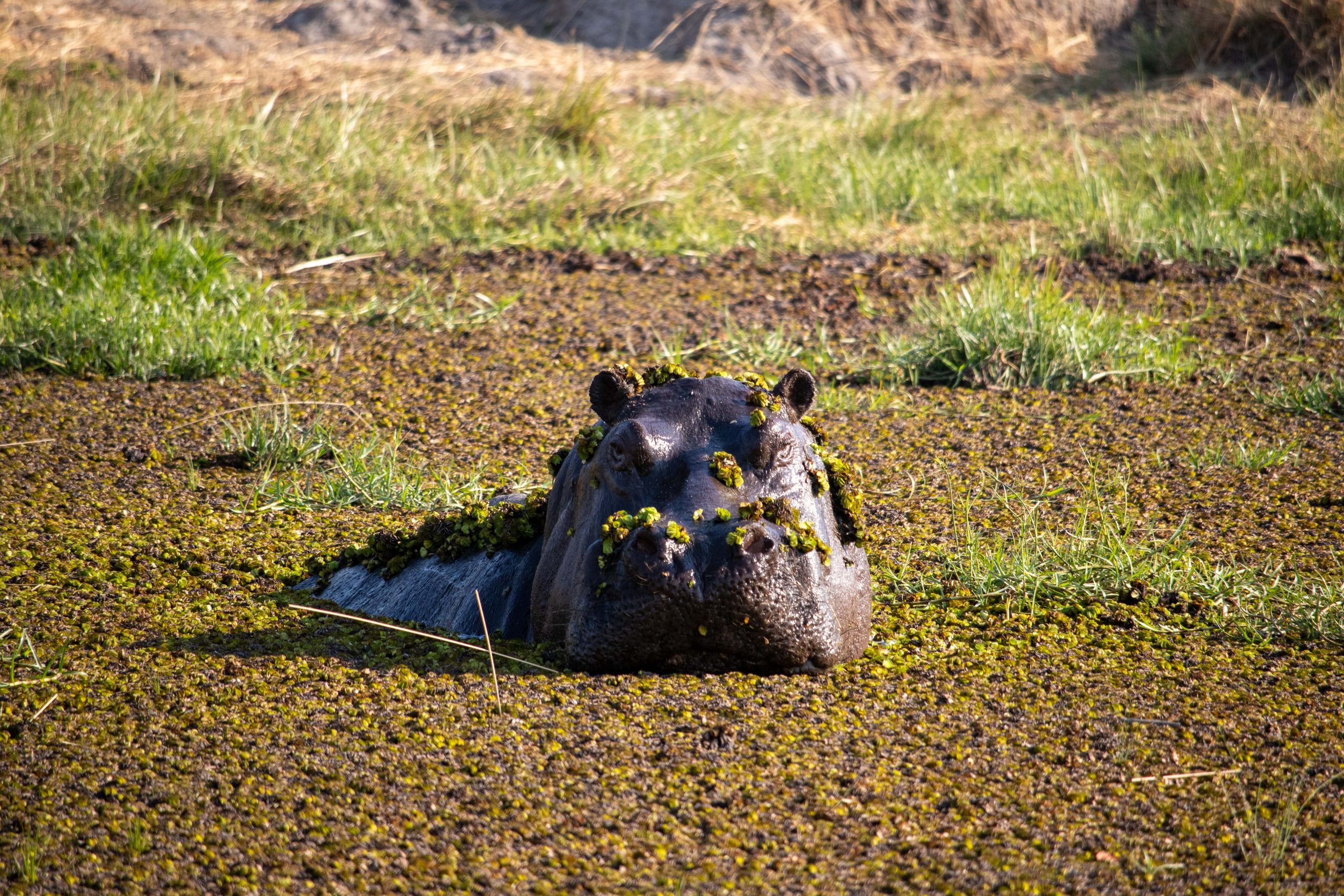 A hippopotamus in a muddy field, Moremi, Botswana