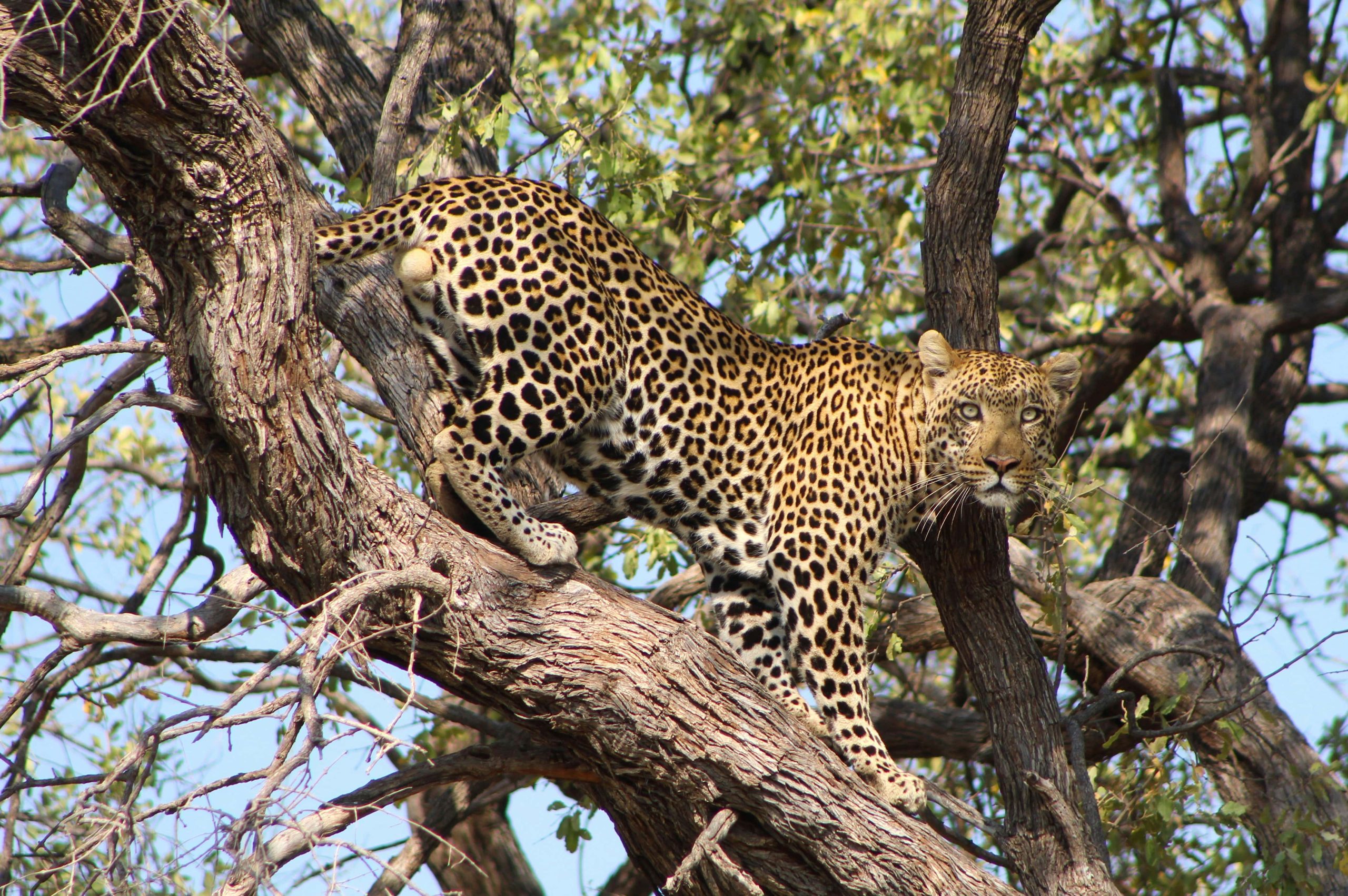 A leopard climbing up a tree branch in the wild, Moremi, Botswana