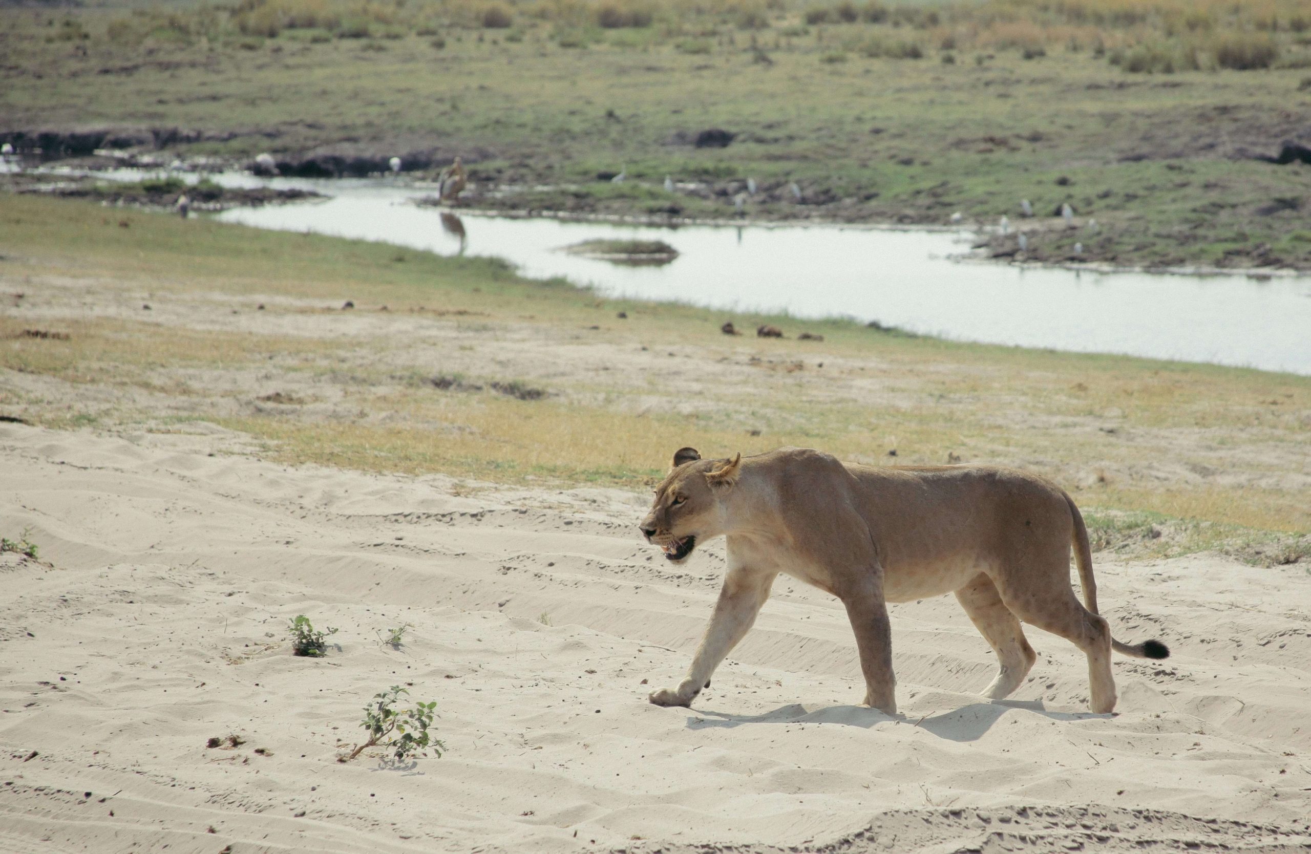 A lioness walking across a sandy field, at Chobe national park, Botswana