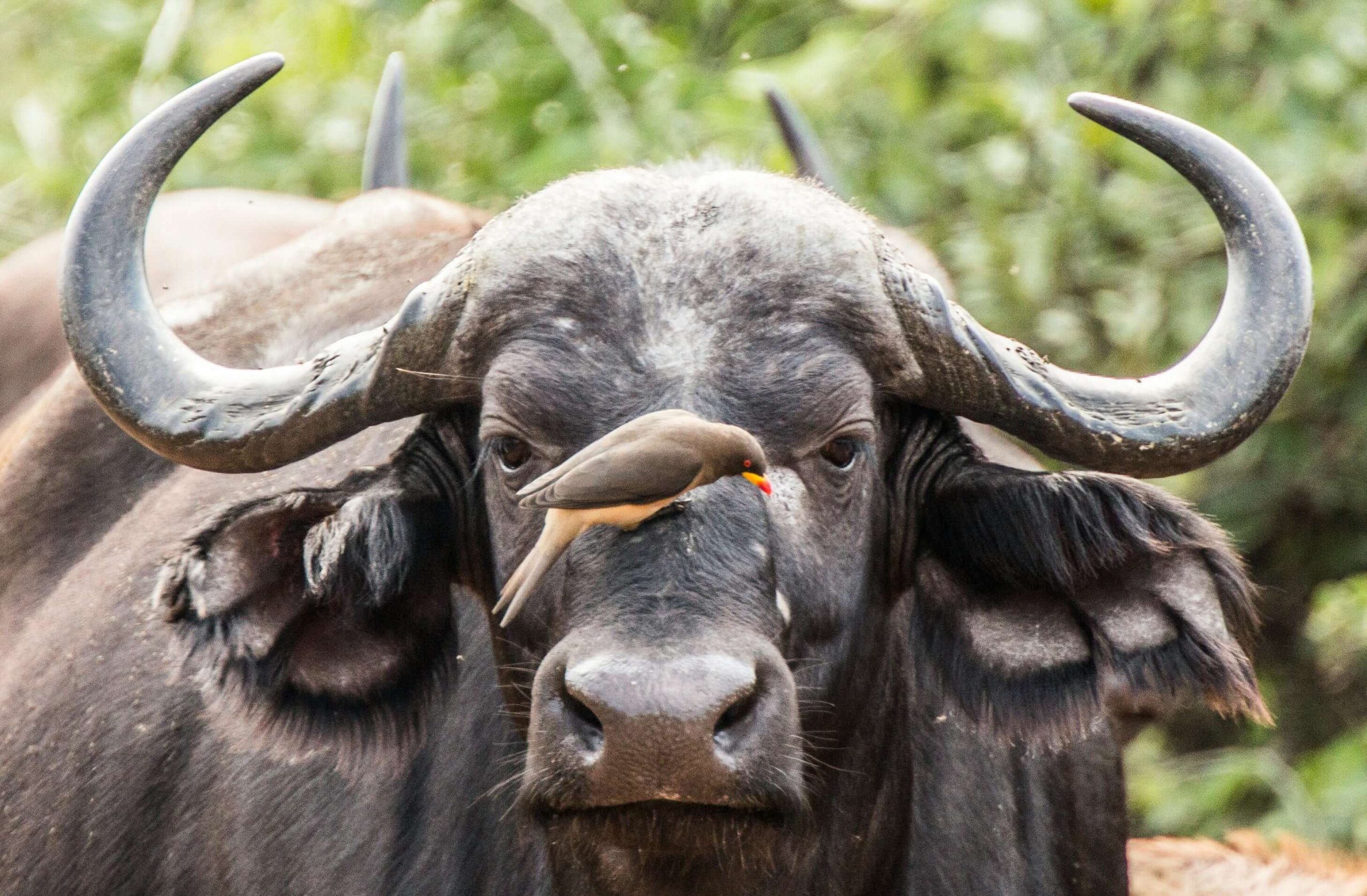 Buffalo, with a yellow-billed oxpecker perched on its nose