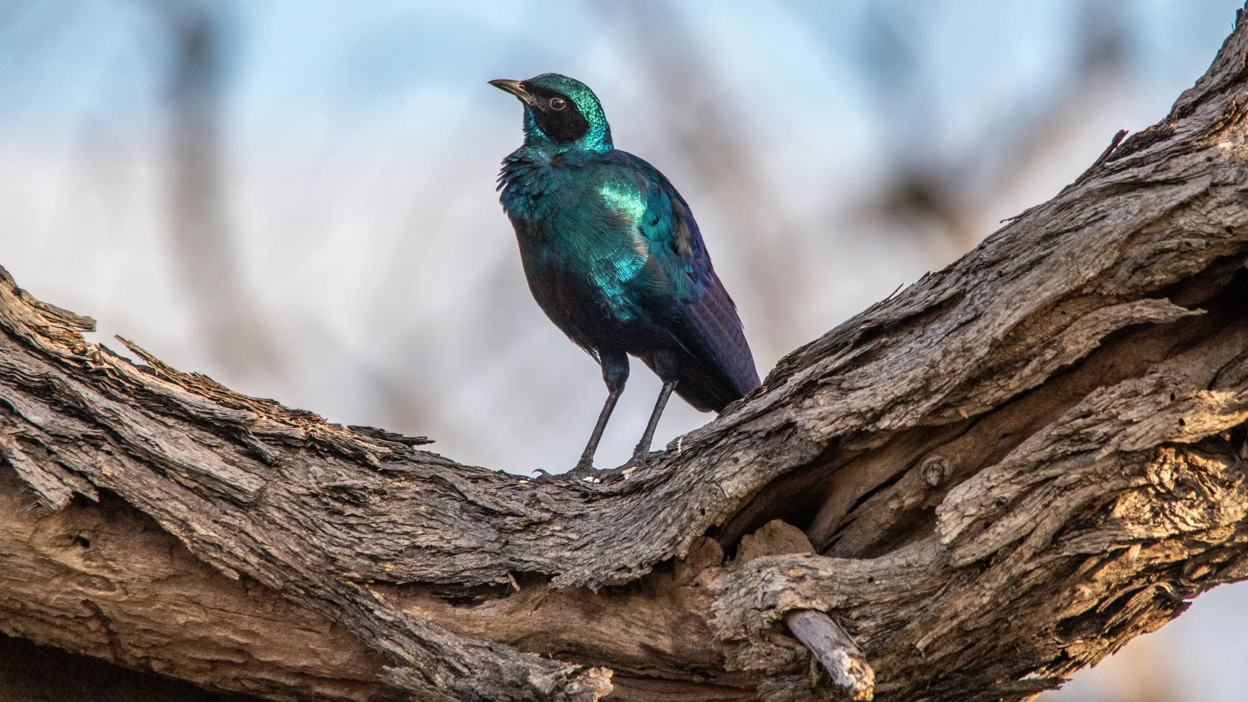Burchell’s starling, native to Southern Africa