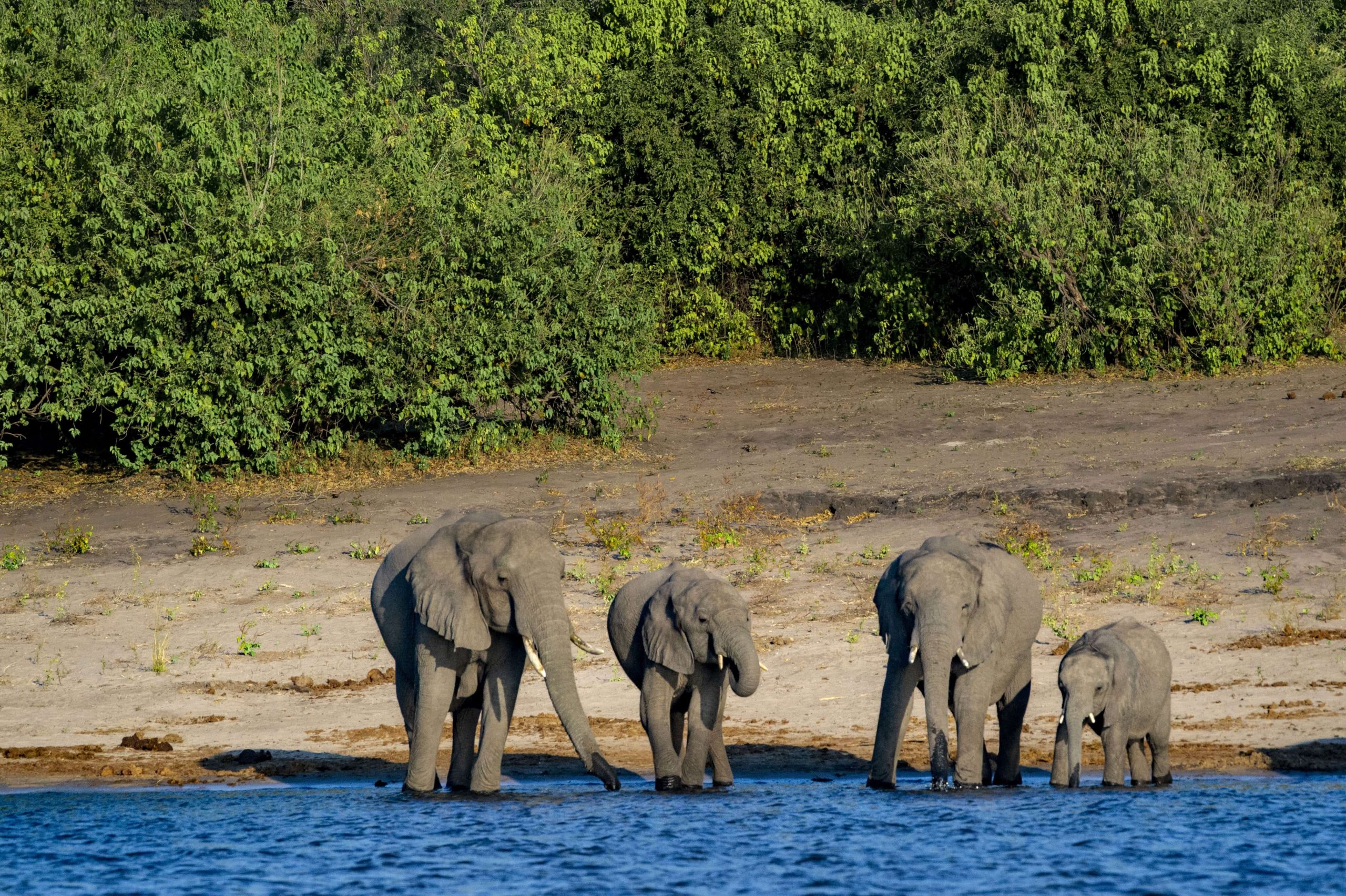 Elephants herd at the edge of a body of water, in Chobe National Park