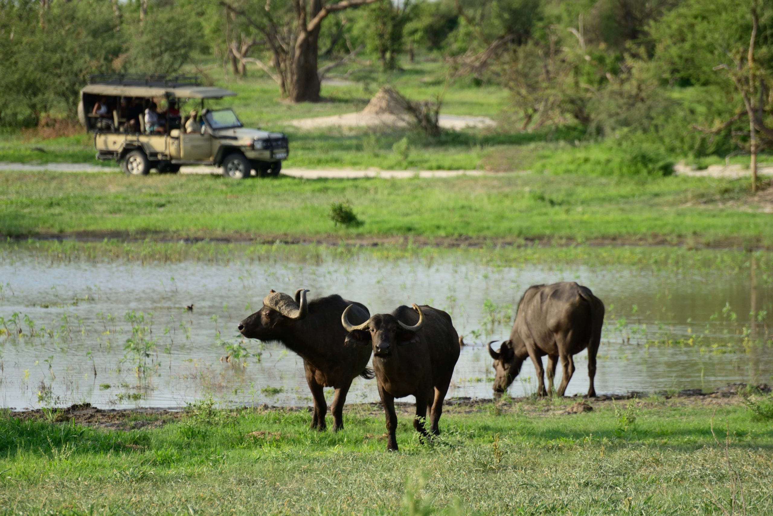 Herd of buffalo spotted during a safari in Moremi game reserve, Botswana