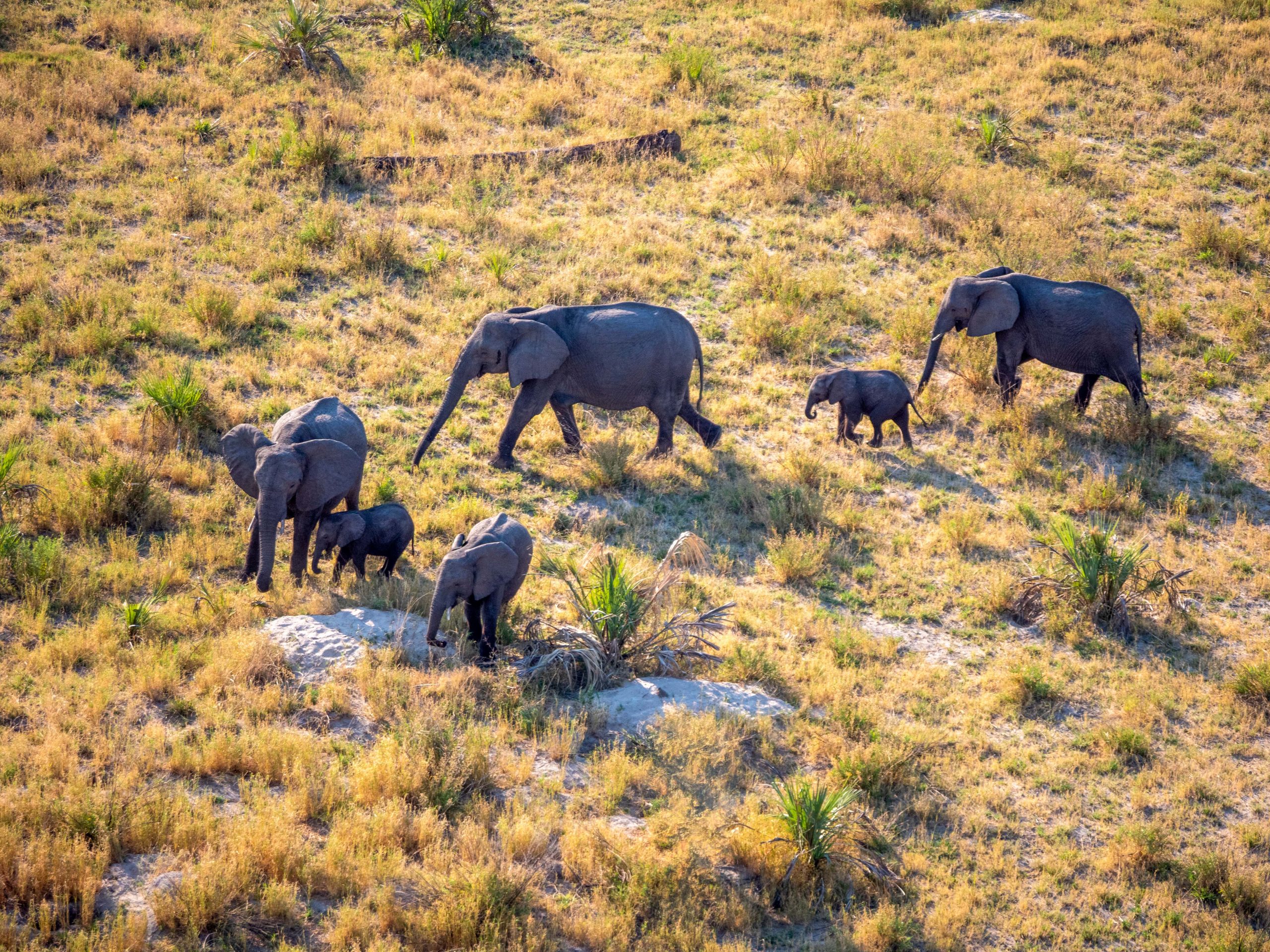 Herd of elephants in the Okavango Delta in Botswana photographed from a helicopter