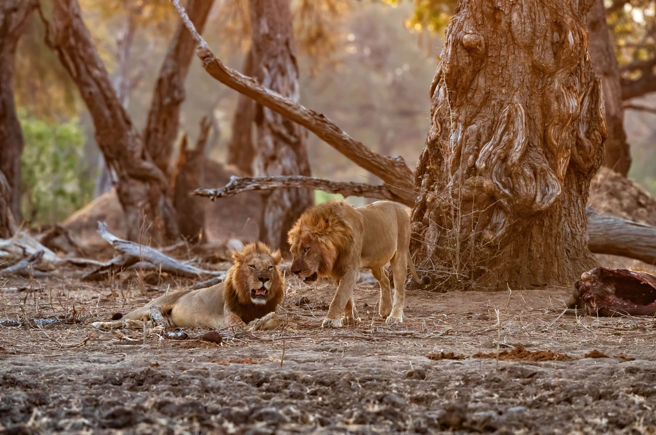 Lion resting at sunset with the remains of an Elephant calf in Mana Pools National Park in Zimbabwe