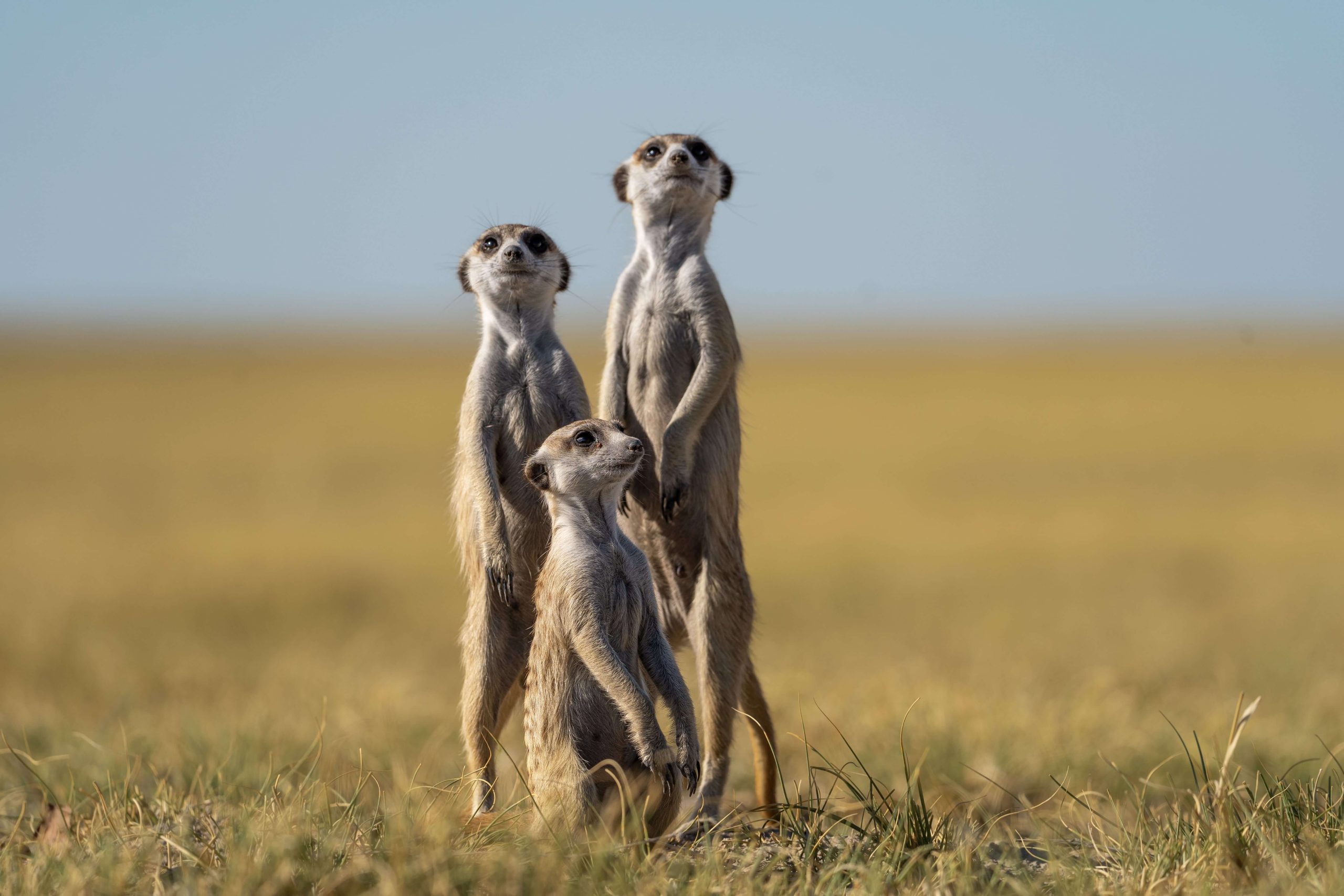 Meerkats, Makgadikgadi Pans National Park, Botswana