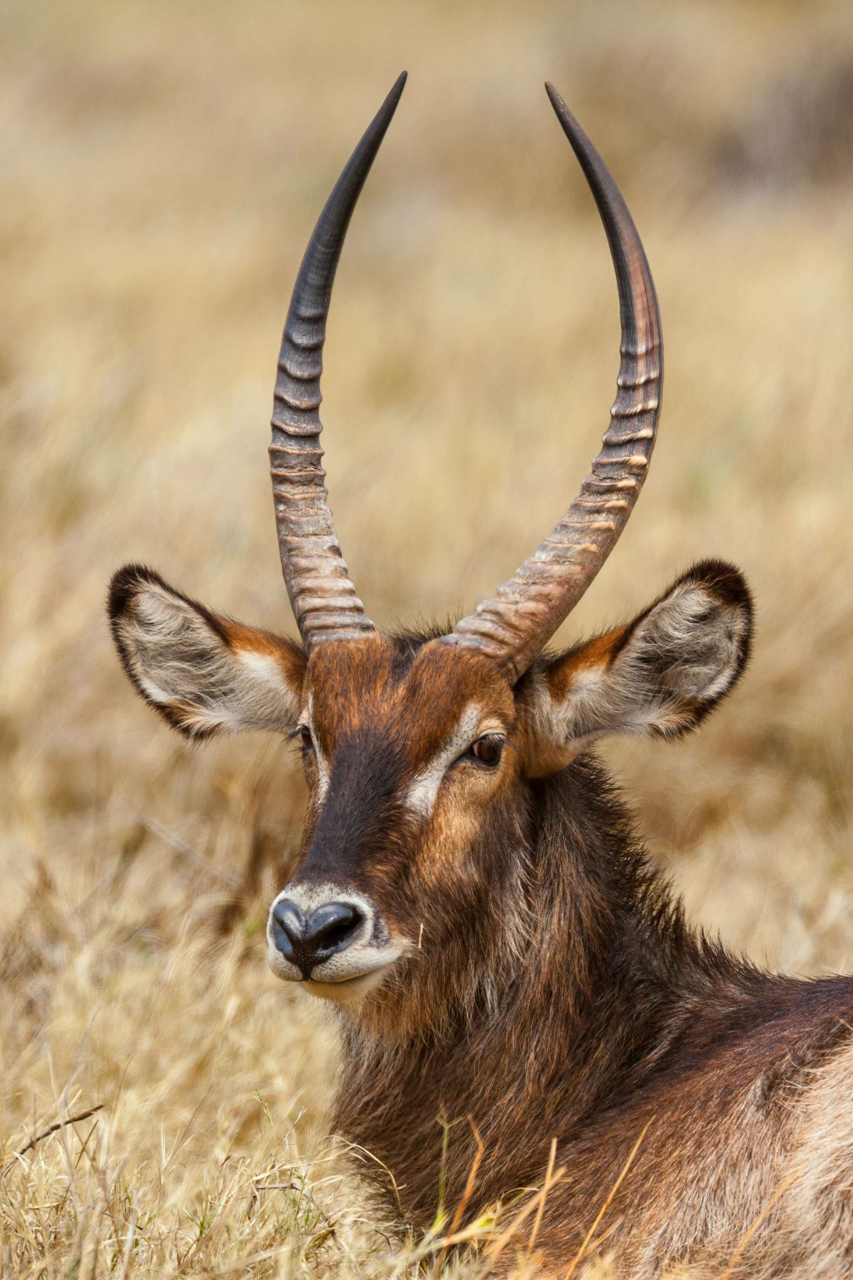 Portrait of a Waterbuck, Moremi, Botswana