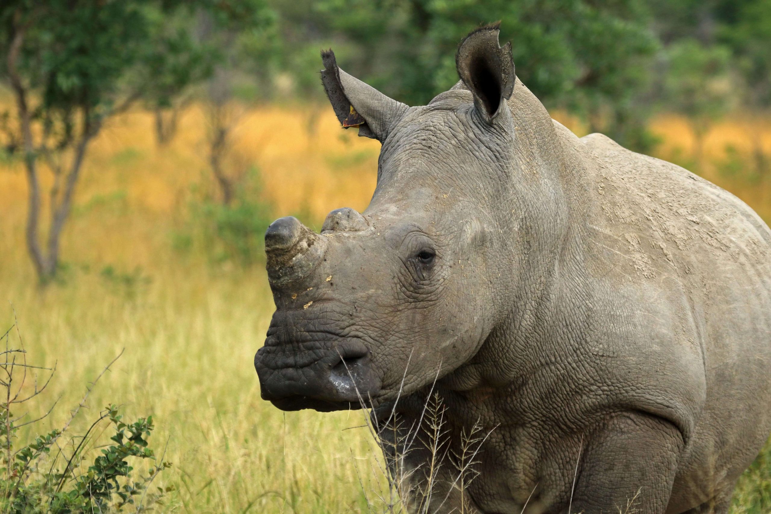 Portrait of white rhino in Matobo National Park, Zimbabwe