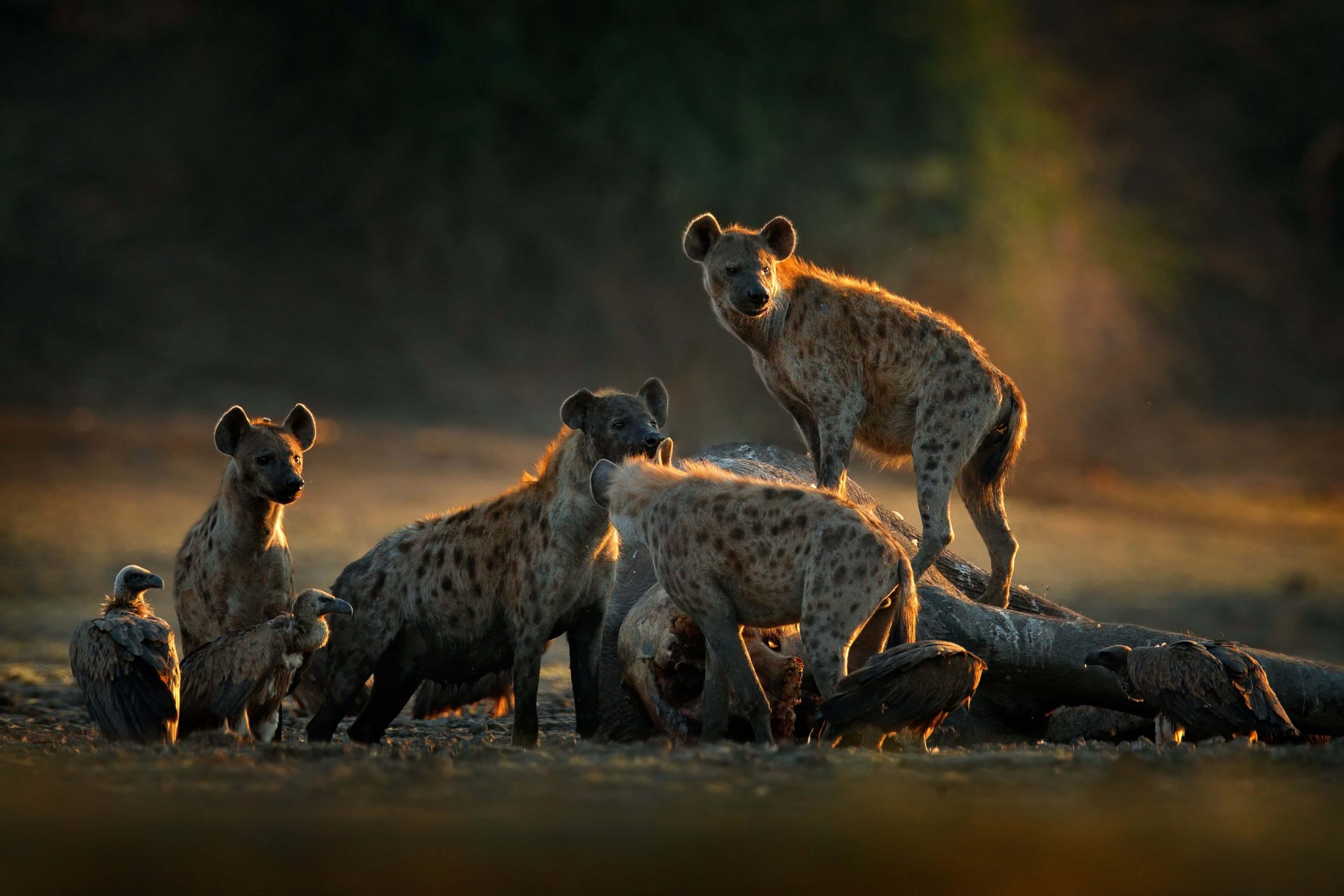Spotted hyena pack with elephant carcass at Mana Pools, Zimbabwe