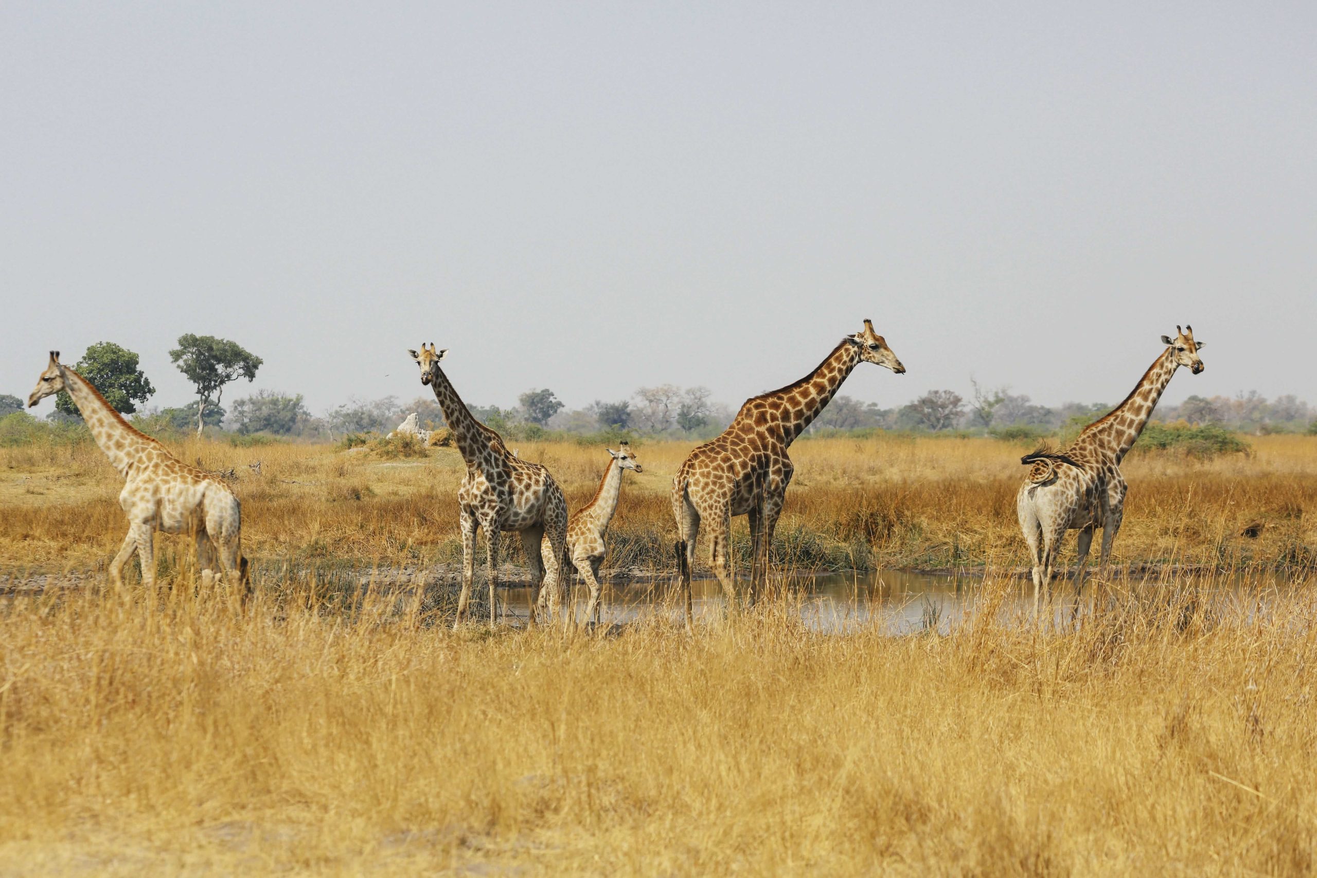 Tower of giraffes standing in water pan, Botswana