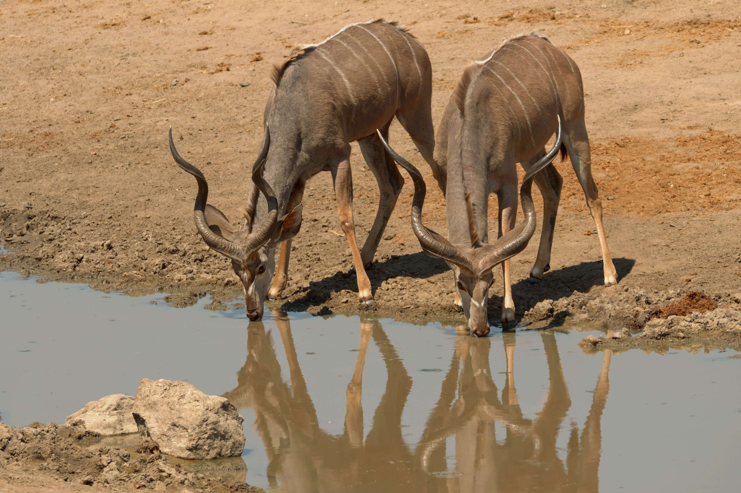 Two male Kudus drinking at the Masuma Dam, Hwange National Park, Zimbabwe