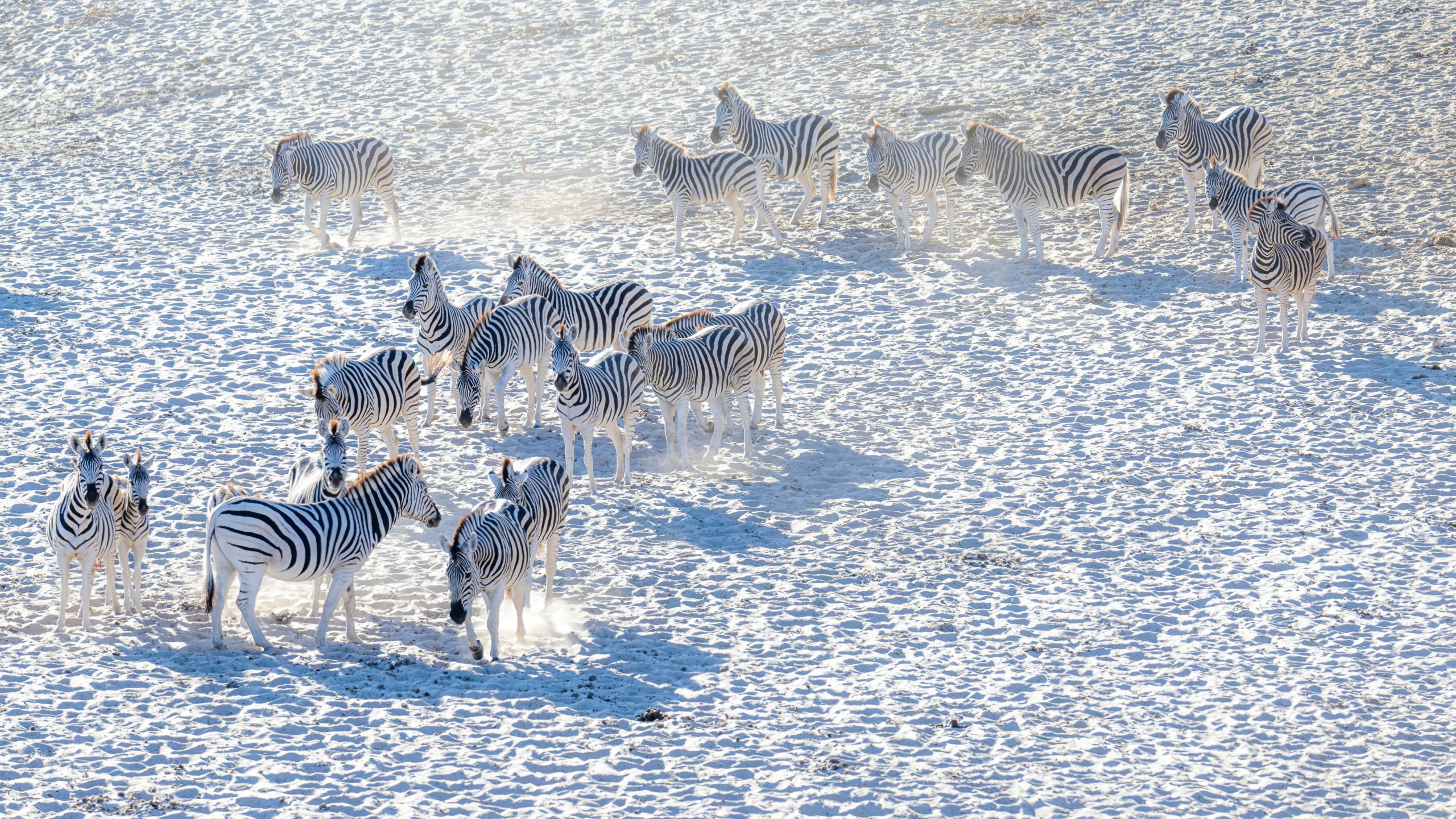 Zebra herd on white sand, Makgadikgadi Pans, Botswana