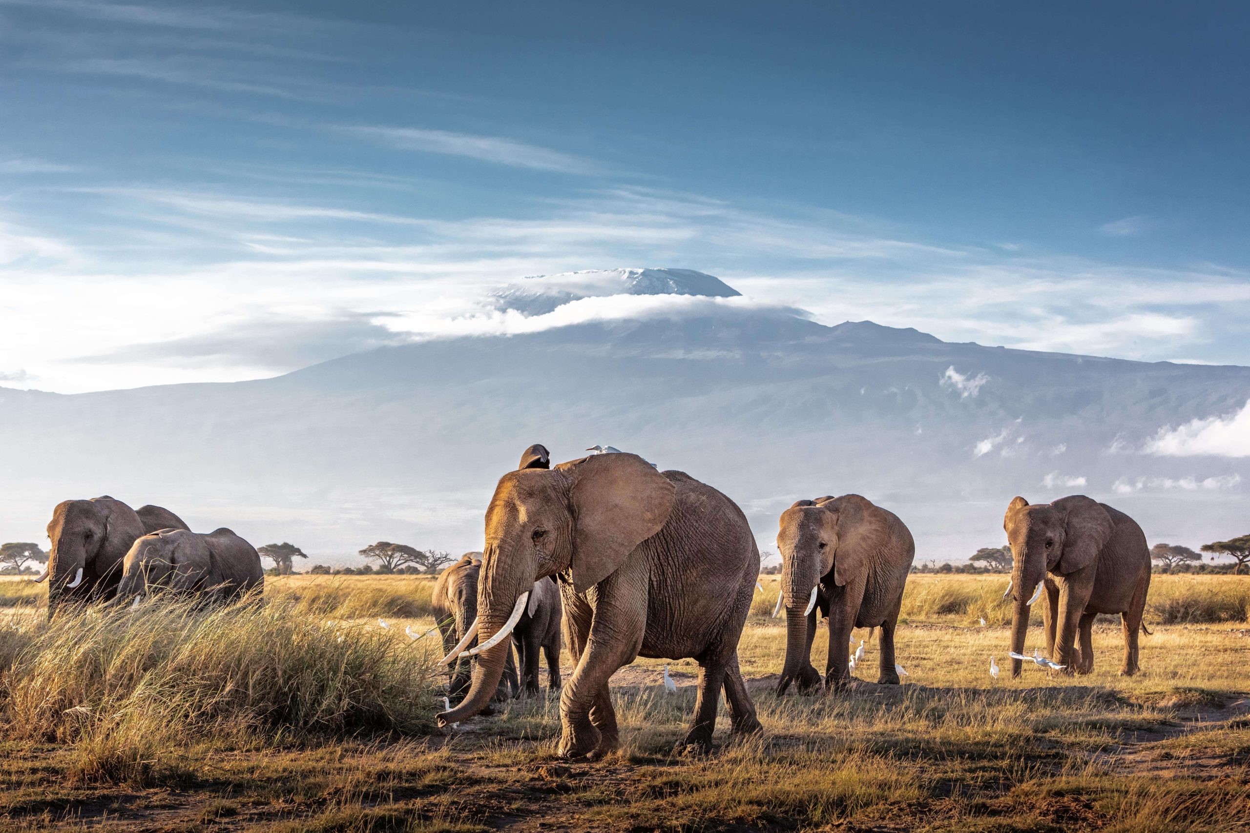African Elephant Walking Past Mount Kilimanjaro - © Adobe Stock