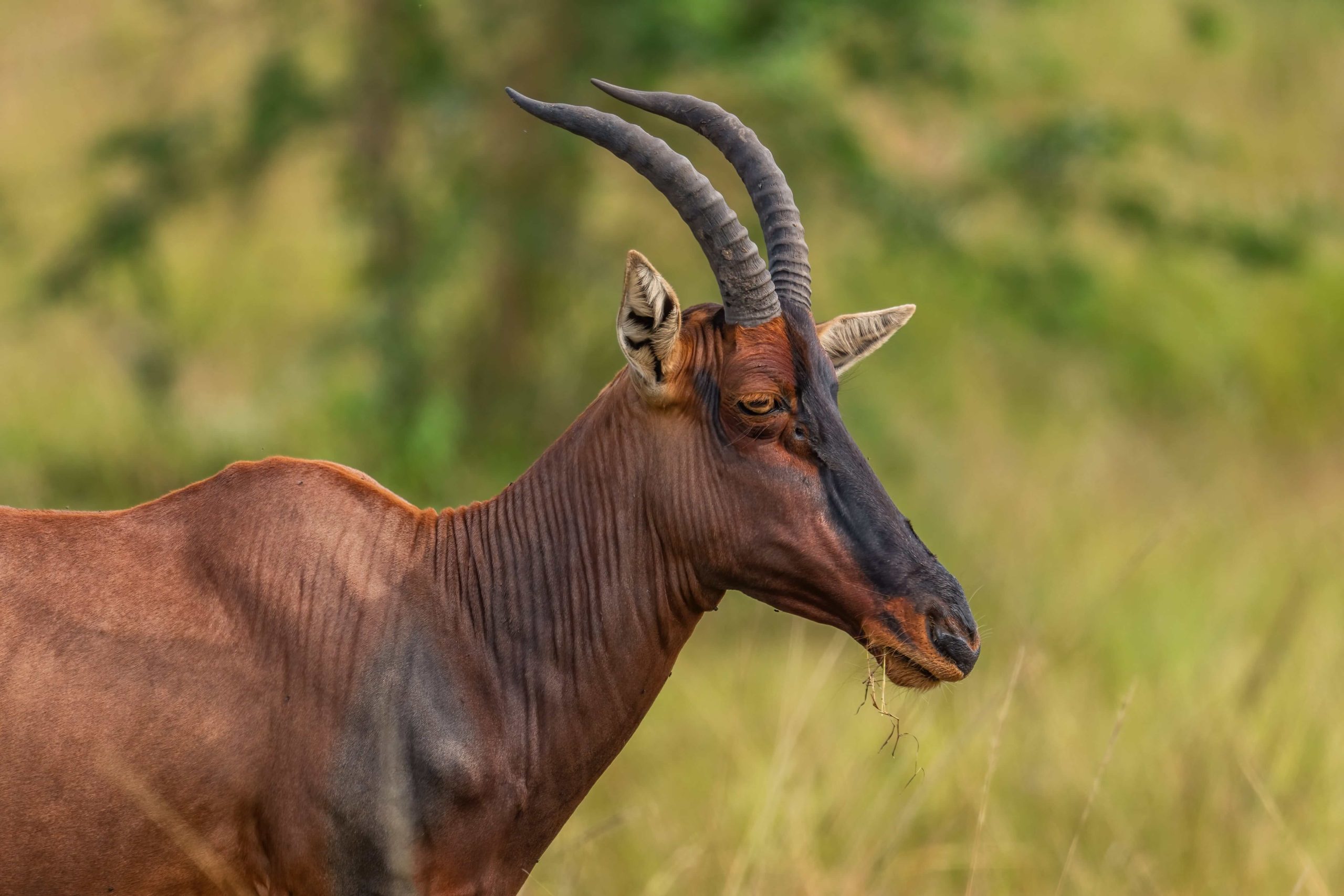 Antelope tsessebe in the savannah - © Adobe Stock