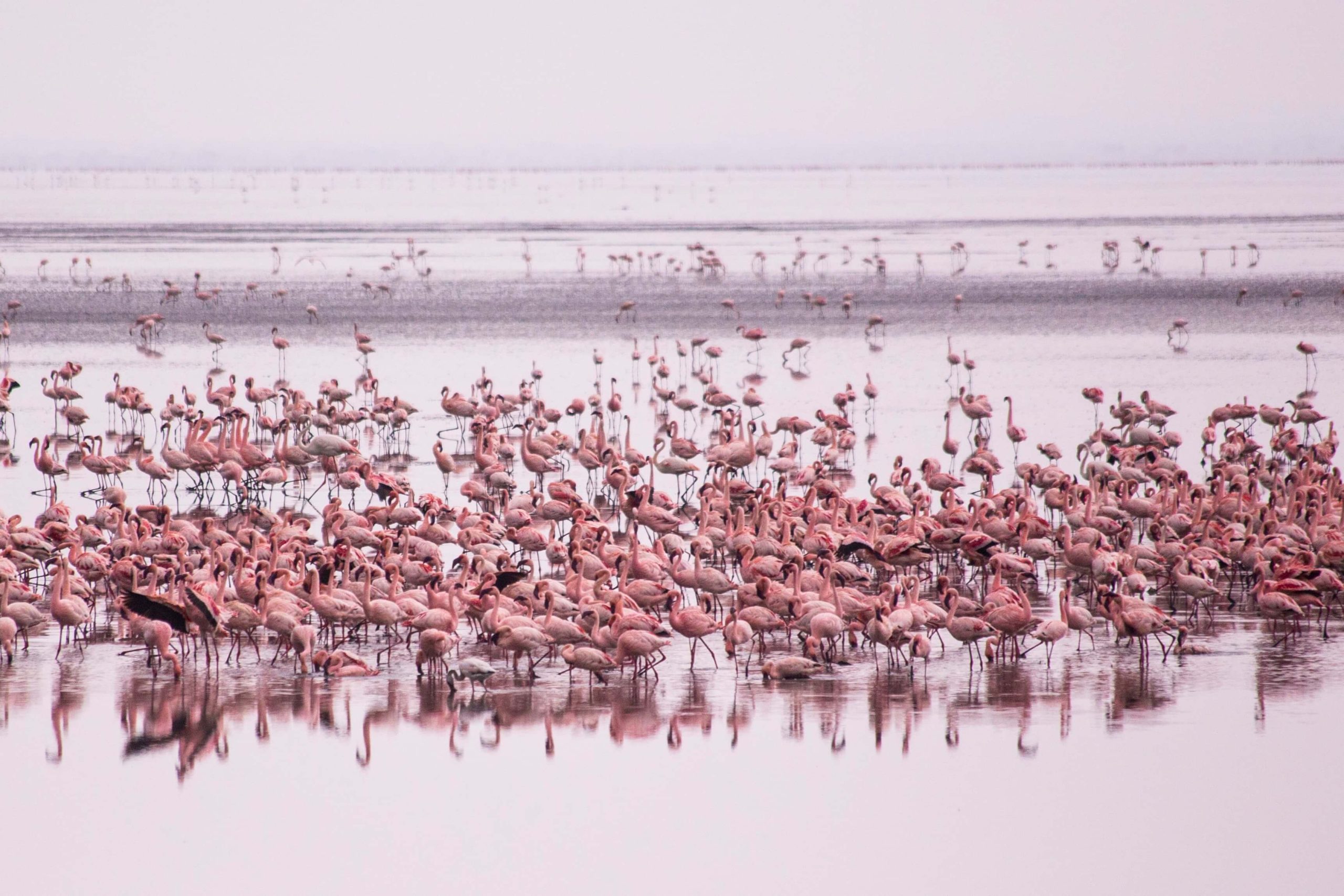 Flamingos group at Manyara Lake National Park, Tanzania Flamingos group at Manyara Lake National Park, Tanzania - © Adobe Stock