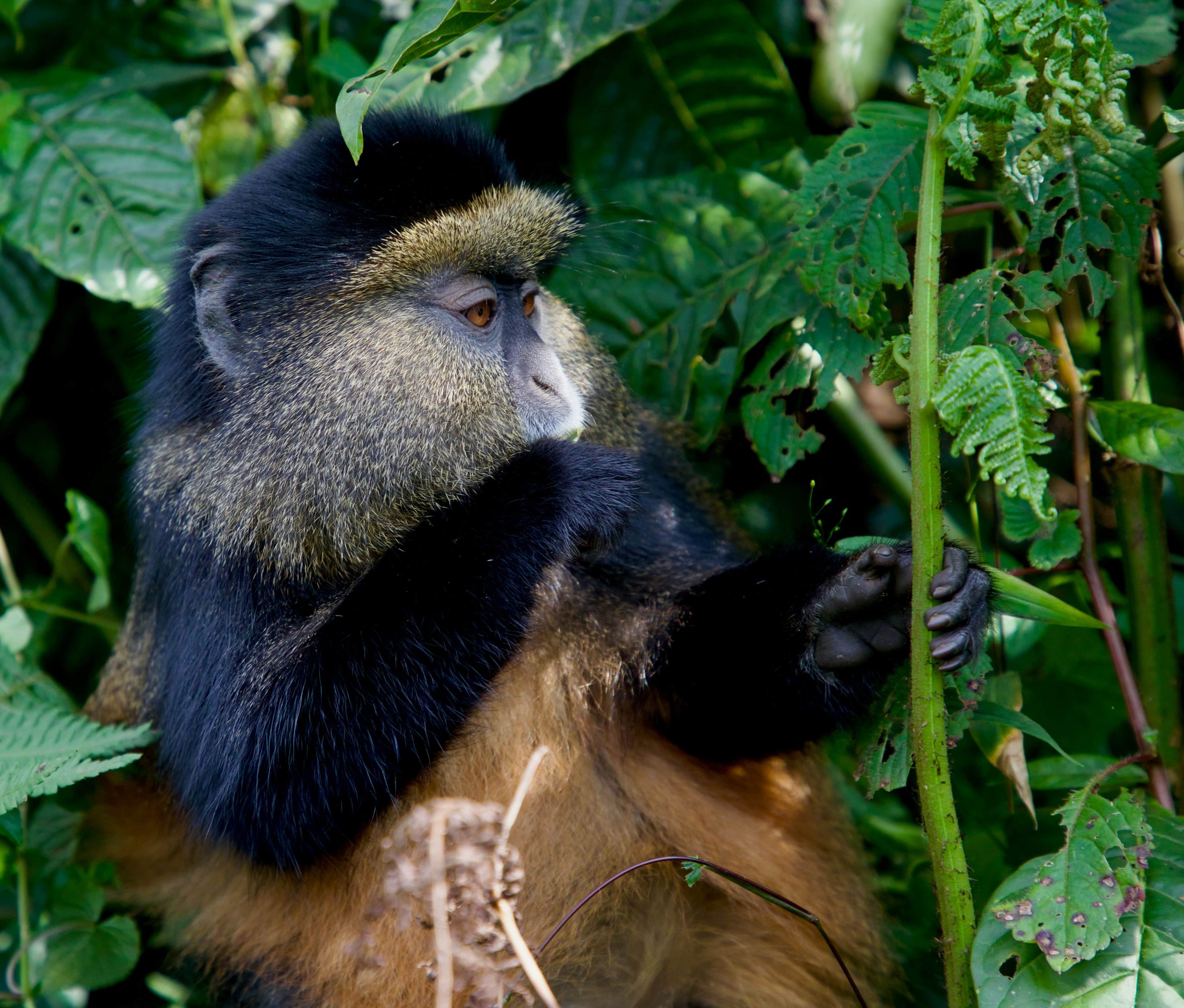 Golden monkeys, Bamboo forest, Volcanoes National Park, Rwanda