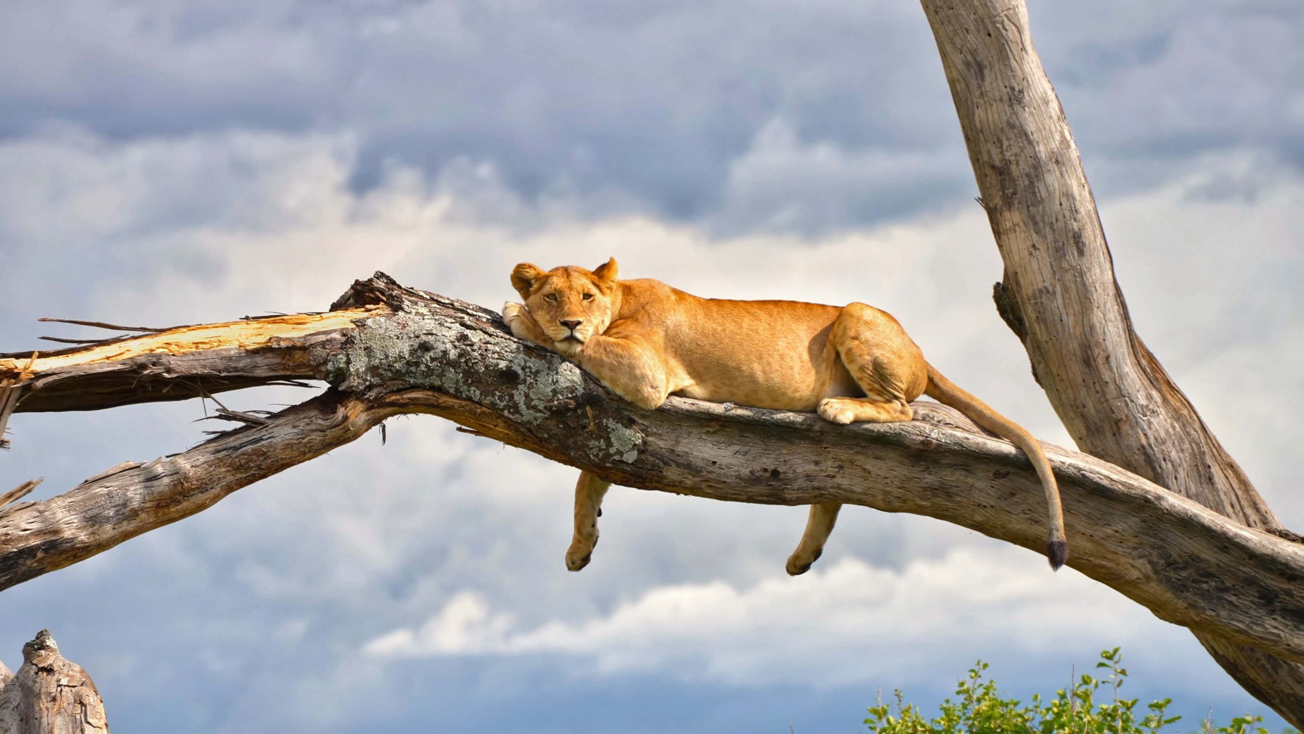 Lioness on tree at Lake Manyara National Park, in Tanzania Lioness on tree at Lake Manyara National Park, in Tanzania - © Adobe Stock