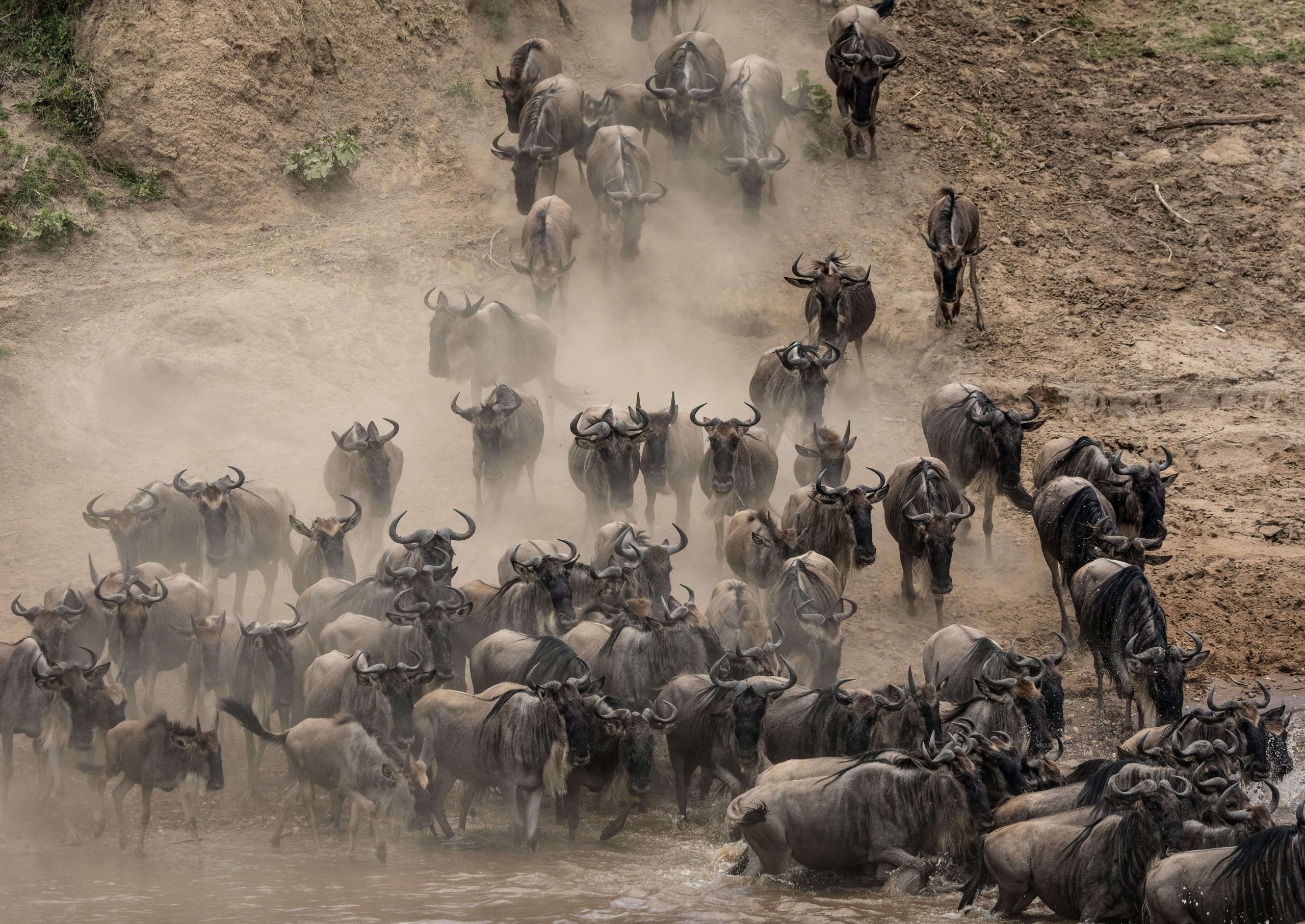 The Great migration, Tanzania - © Unsplash
