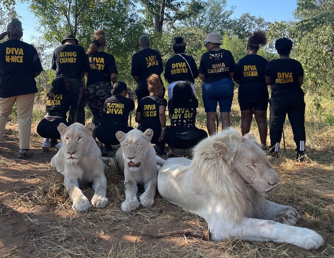 Escape to adventure safaris clients walking with lions, in ZImbabwe