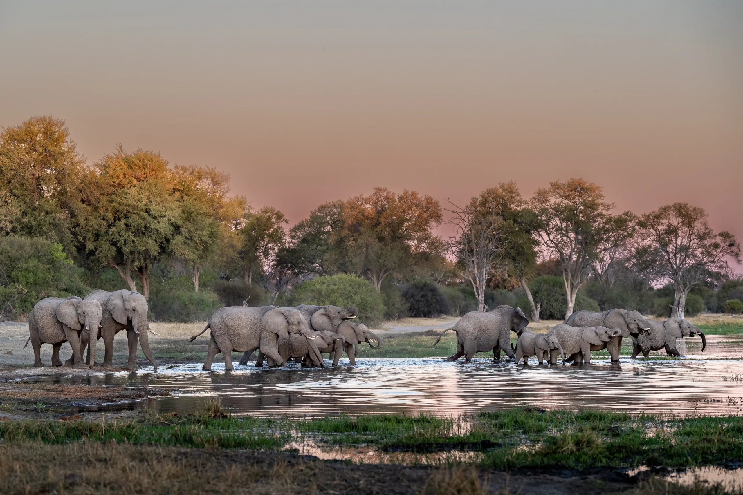 African elephants drinking at Khwai river at sunset, Okavango delta, Moremi, Botswana, Africa
