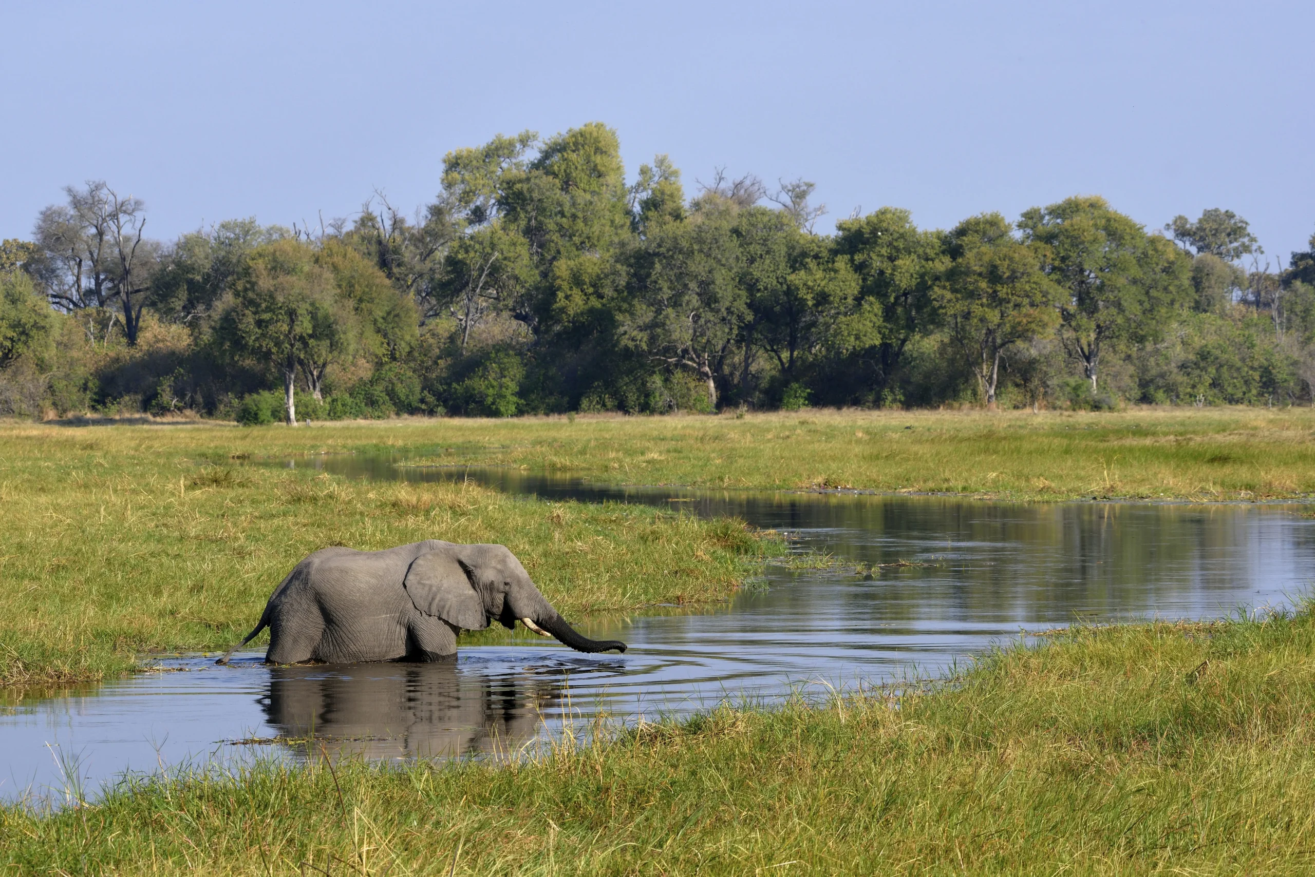 Elephant in swampy terrain, crosses the Khwai River, Okavango Delta, Botswana