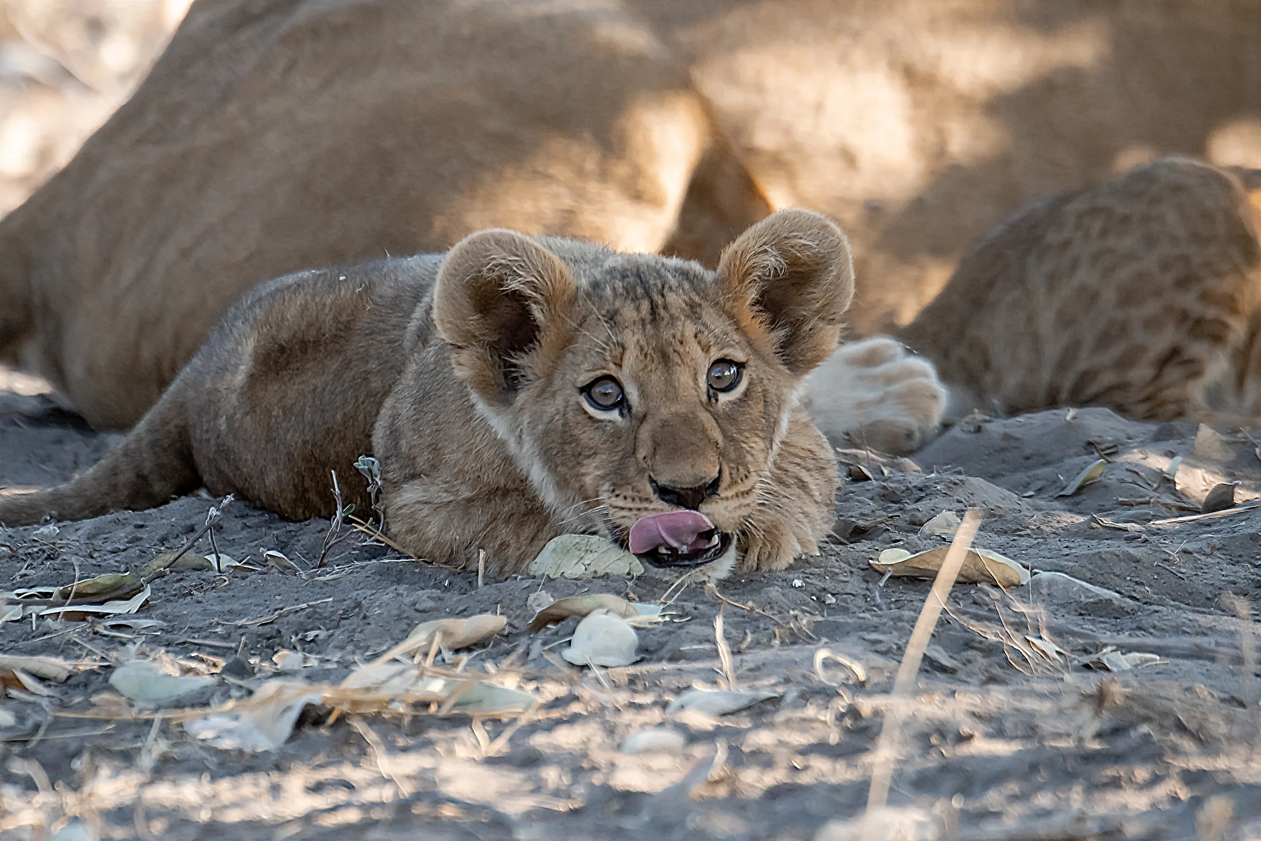 In the heart of Khwai, Botswana, a lion cub plays with its mother