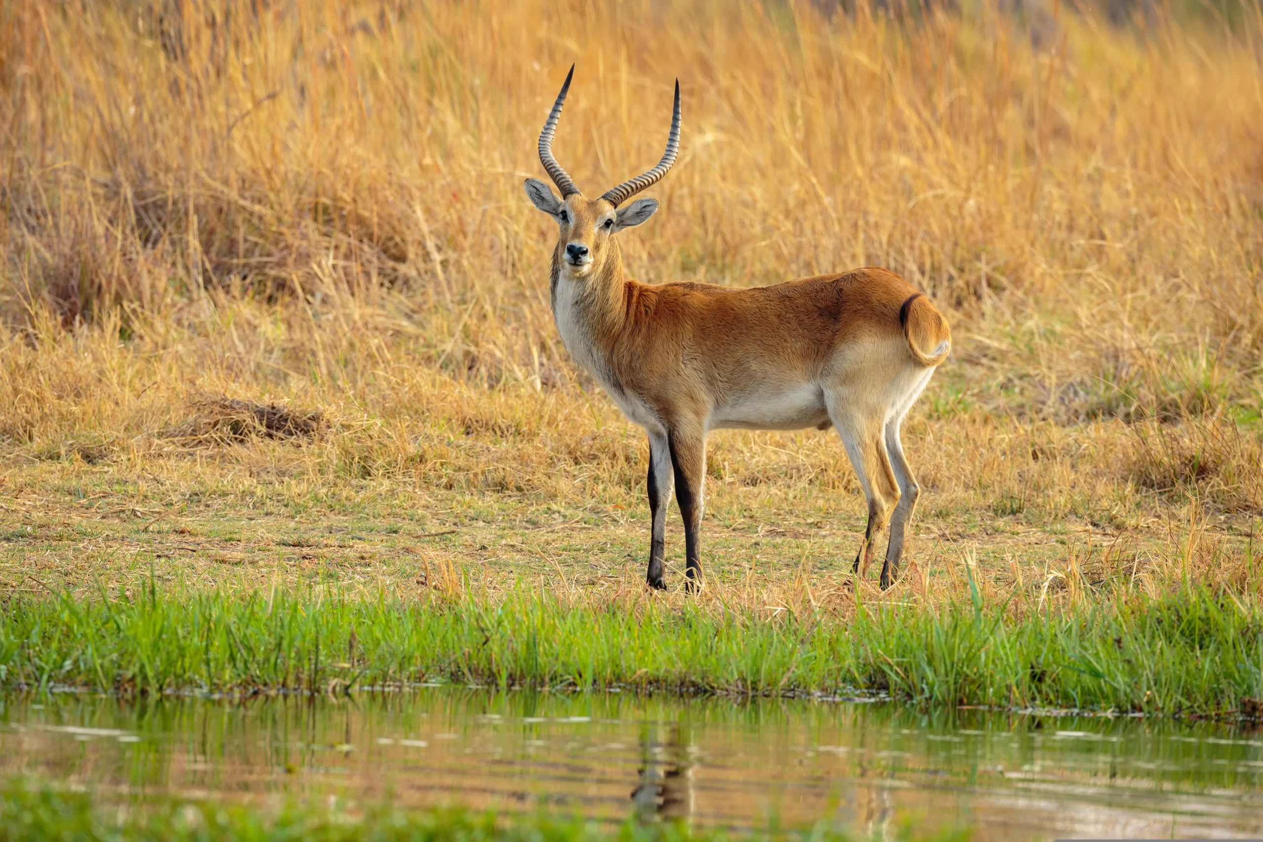 Red lechwe at Moremi game reserve, Botswana