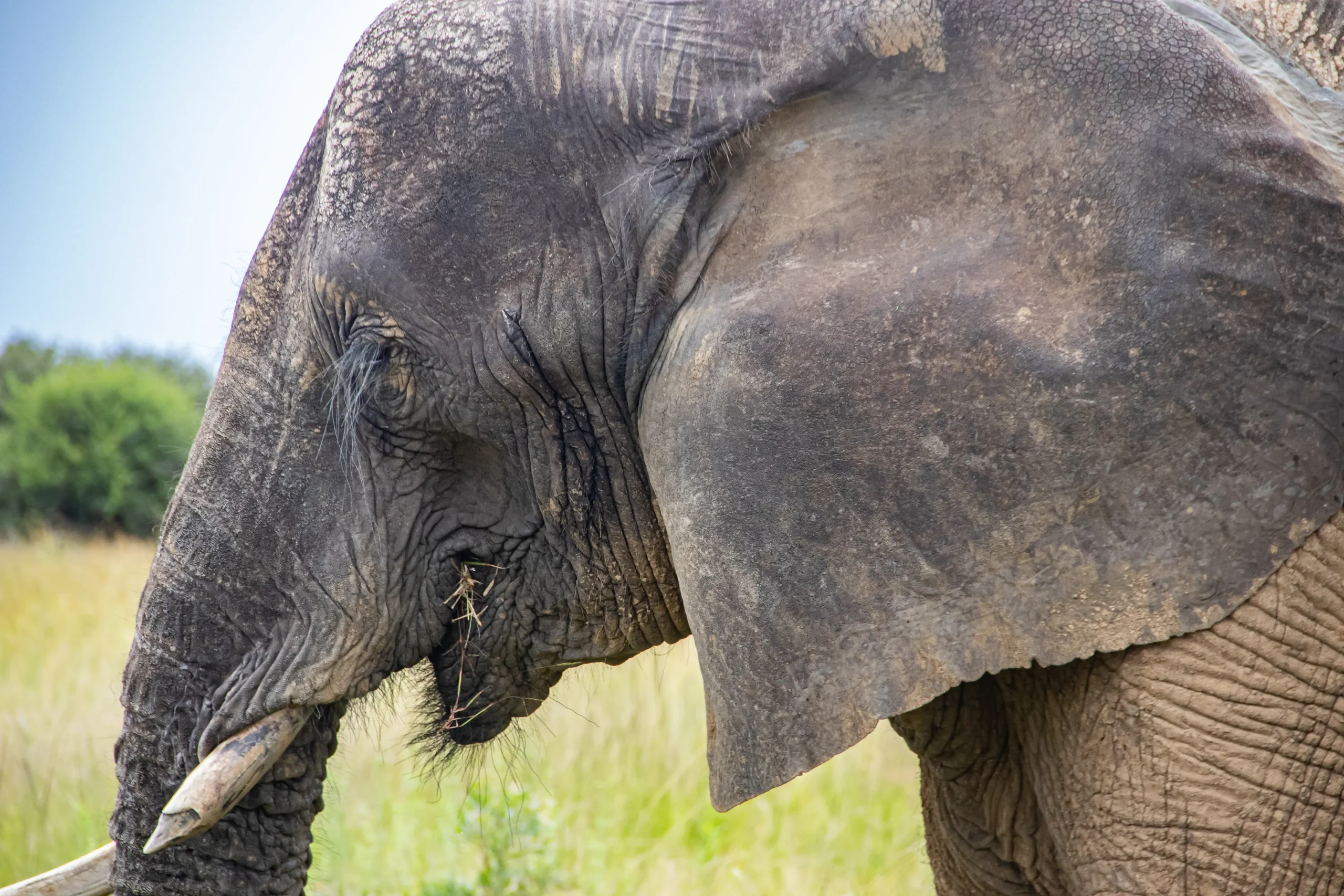 African elephant in Imire Rhino & Wildlife Conservancy