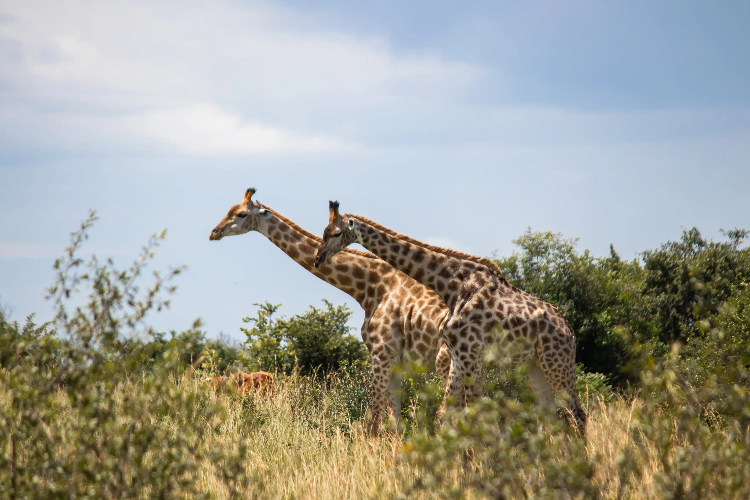 Giraffes at Imire Rhino & Wildlife Conservancy National park, Zimbabwe