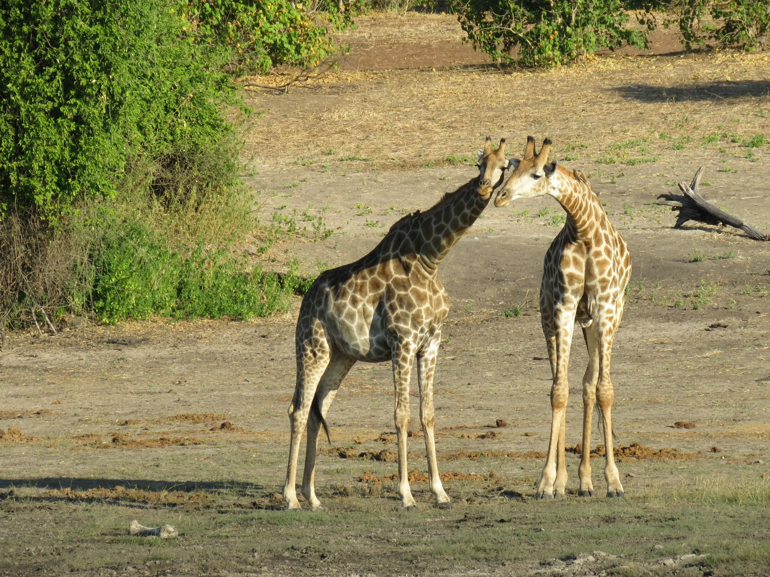 Giraffes seen from the Chobe River
