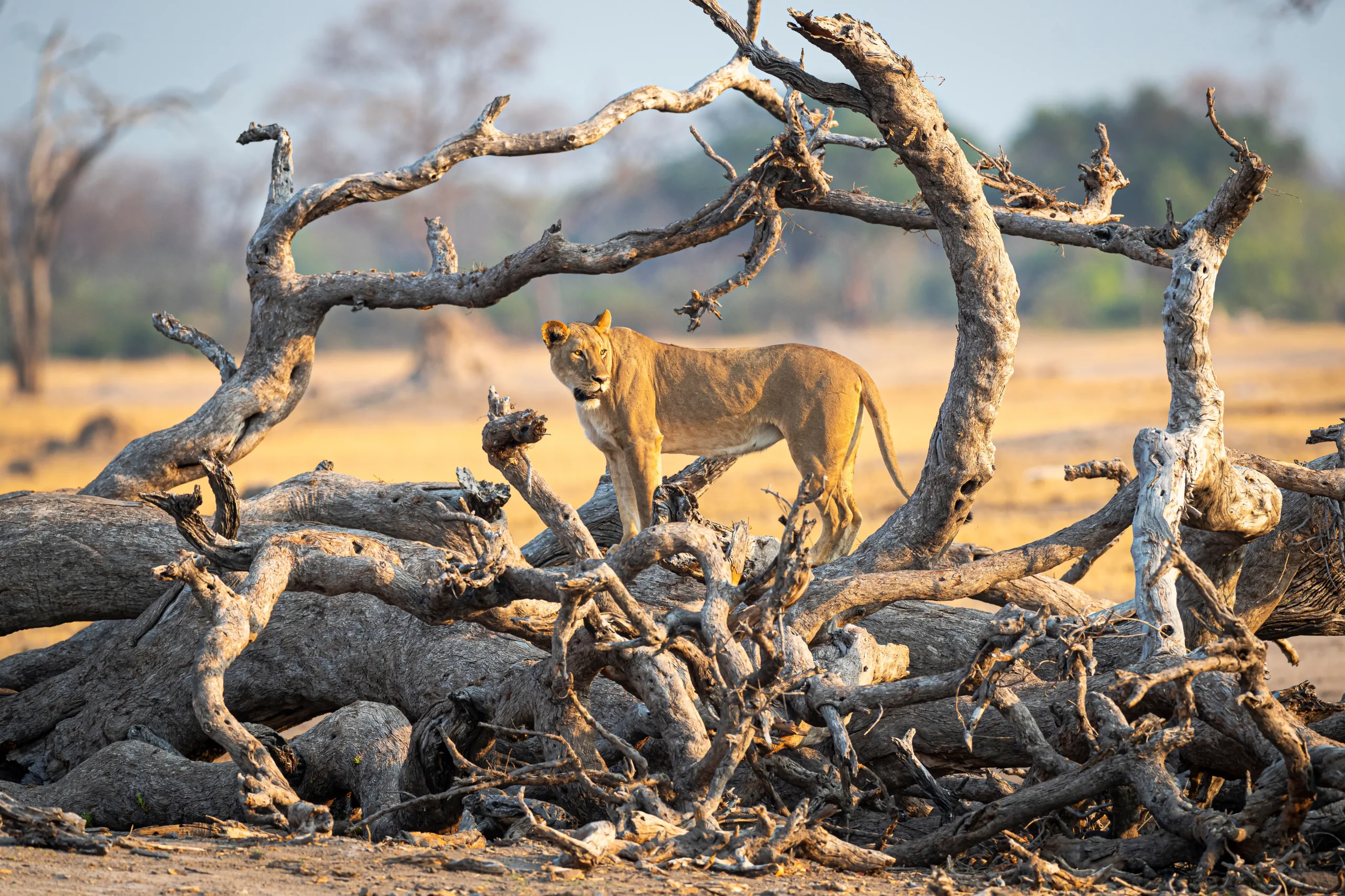 Lion in Mangled Tree a Hwange National Park, Zimbabwe
