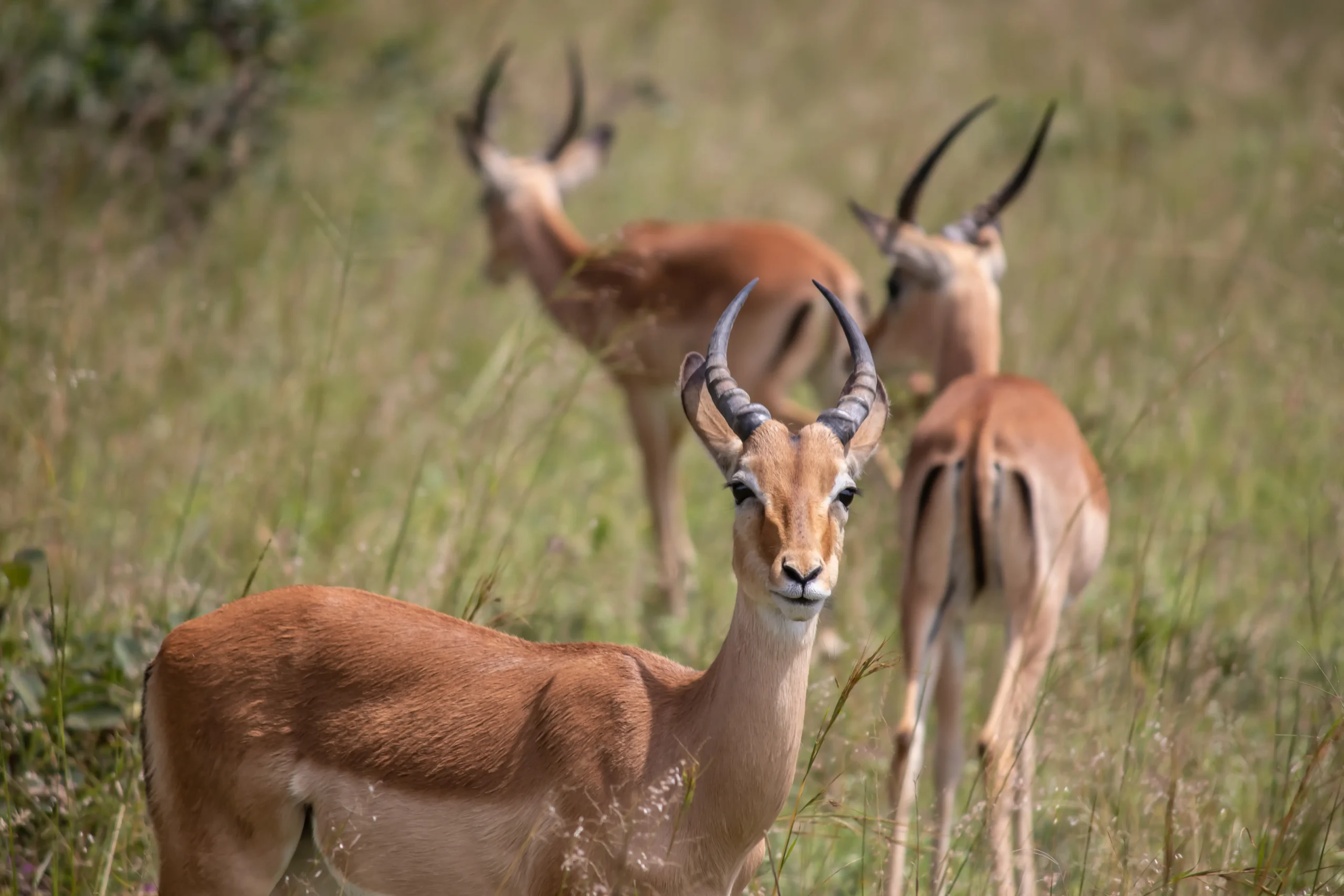 The impalas at Imire Rhino and Wildlife Conservancy National Park