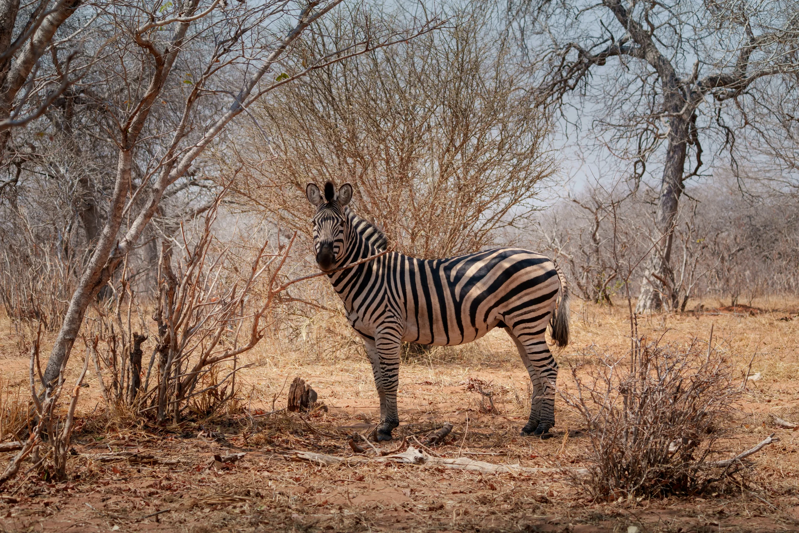Zebra at Chobe National Park